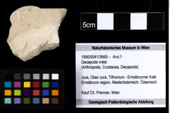 Foto (Objekt + Etiketten) von Decapoda indet. 